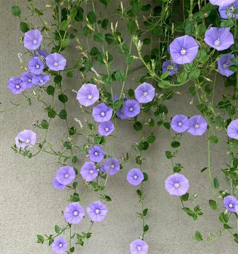 旋花科植物有哪些种类？旋花科植物的特征和种植技巧是什么？