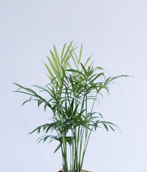袖珍椰子种子的种植方法和注意事项？