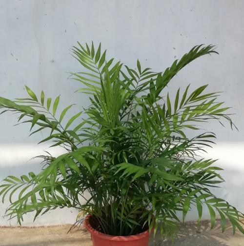 袖珍椰子种子的种植方法和注意事项？