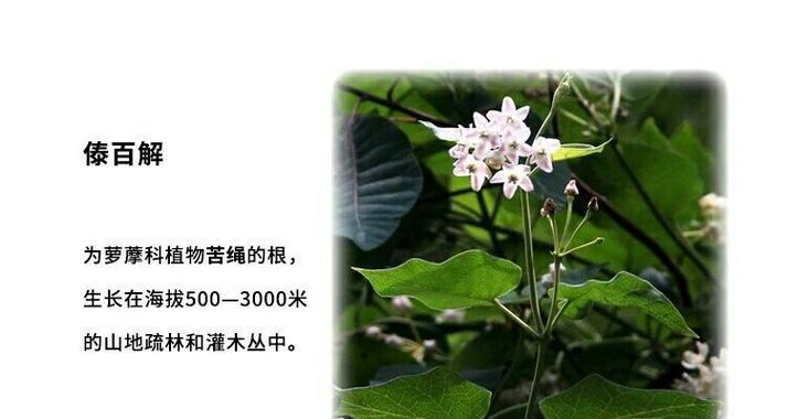 伞科植物有哪些种类？它们的养护要点是什么？