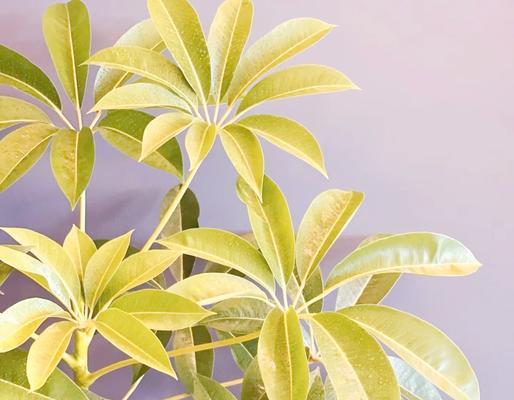 伞科植物有哪些种类？它们的养护要点是什么？