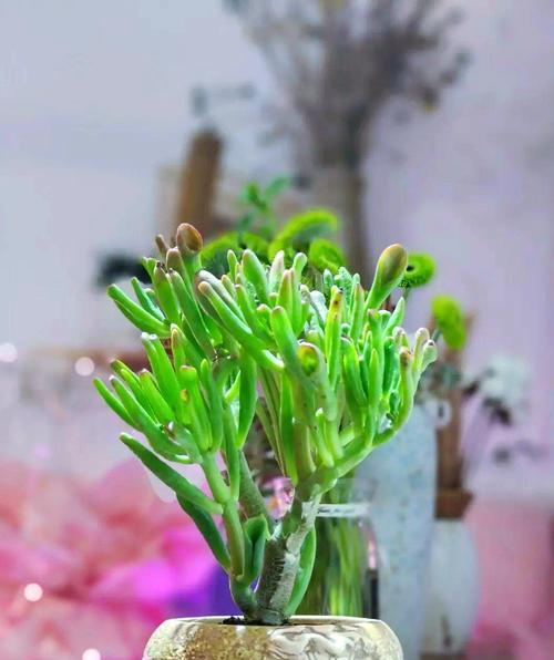 哪种土壤最适合栽花？