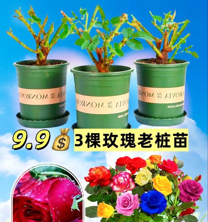 玫瑰怎么浇水？如何正确给玫瑰浇水？