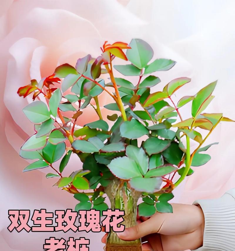 盆栽玫瑰冬季护理有哪些技巧？