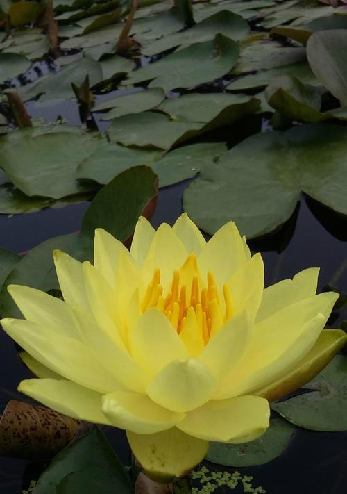 小型荷花品种有哪些？小型荷花品种的种植方法是什么？