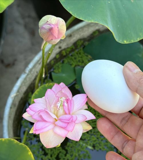 小型荷花品种有哪些？小型荷花品种的种植方法是什么？