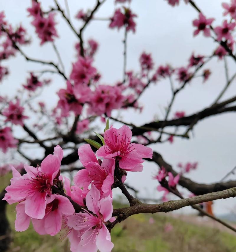 桃花怎么种才能开出美丽的花朵？桃花种植的步骤是什么？