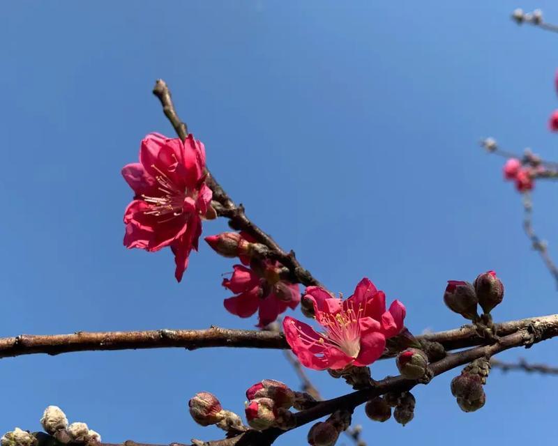 桃花怎么种才能开出美丽的花朵？桃花种植的步骤是什么？