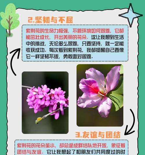 紫荆花种植的要点和常见问题有哪些？