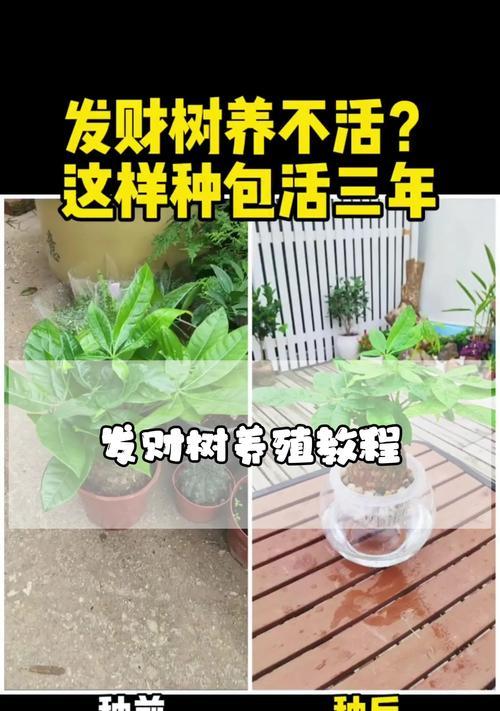 怎么种发财树？发财树种植的步骤和技巧是什么？