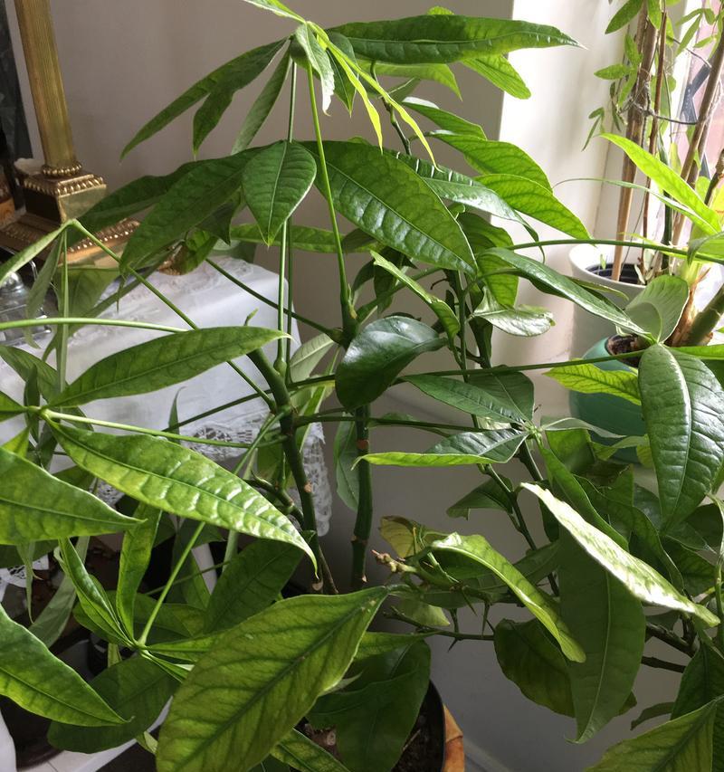 怎么种发财树？发财树种植的步骤和技巧是什么？