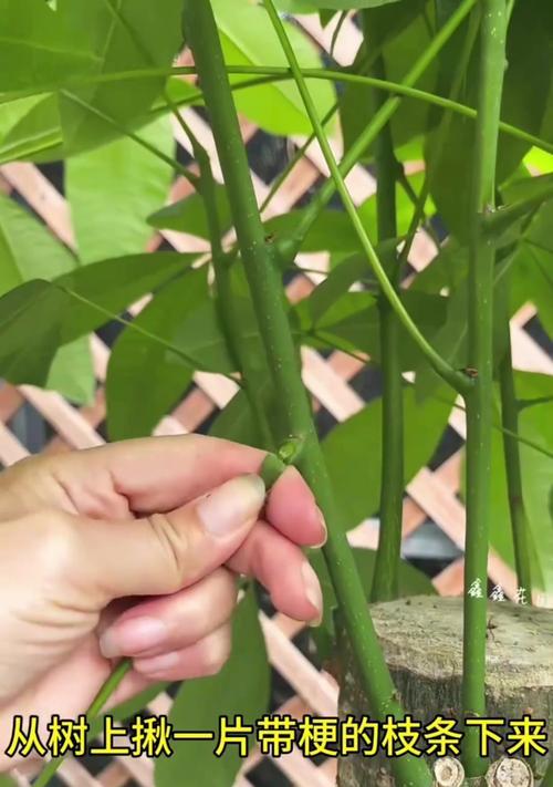 怎么种发财树？发财树种植的步骤和技巧是什么？