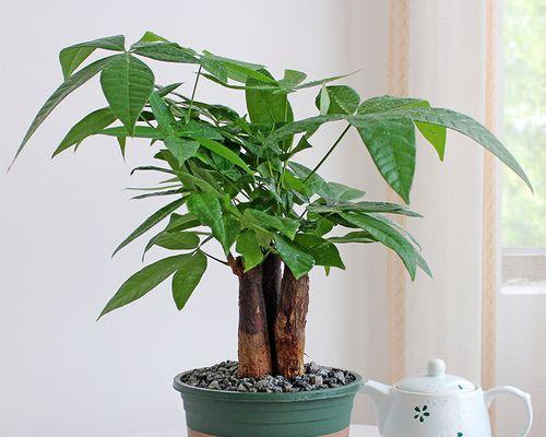 发财树用什么盆最好？发财树盆栽的选择技巧是什么？