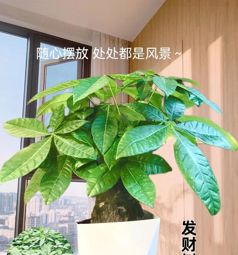 发财树用什么盆最好？发财树盆栽的选择技巧是什么？