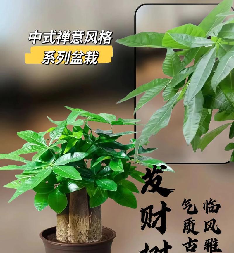 发财树用什么盆最好？发财树盆栽的选择技巧是什么？