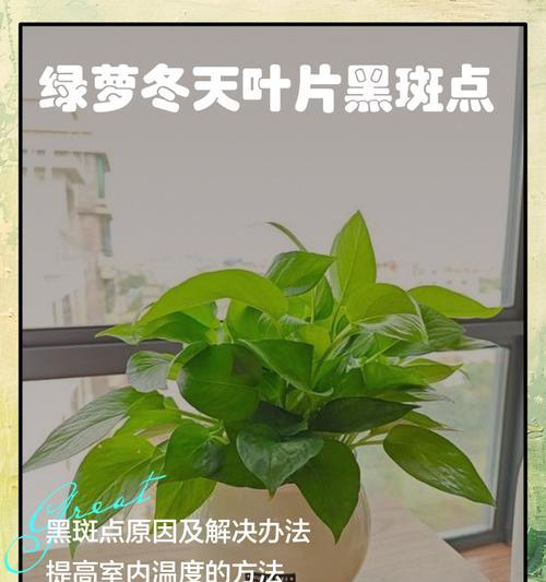 冬季绿萝的养护技巧和常见问题是什么？