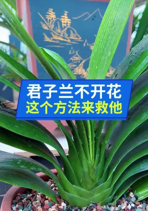 君子兰停止生长的原因是什么？