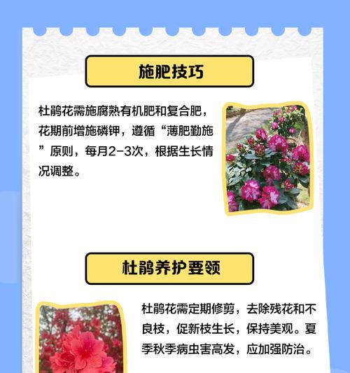 杜鹃养殖需要注意哪些要点？