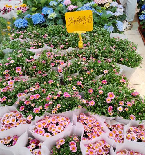 观赏花品种众多，如何挑选最适合自己花园的？