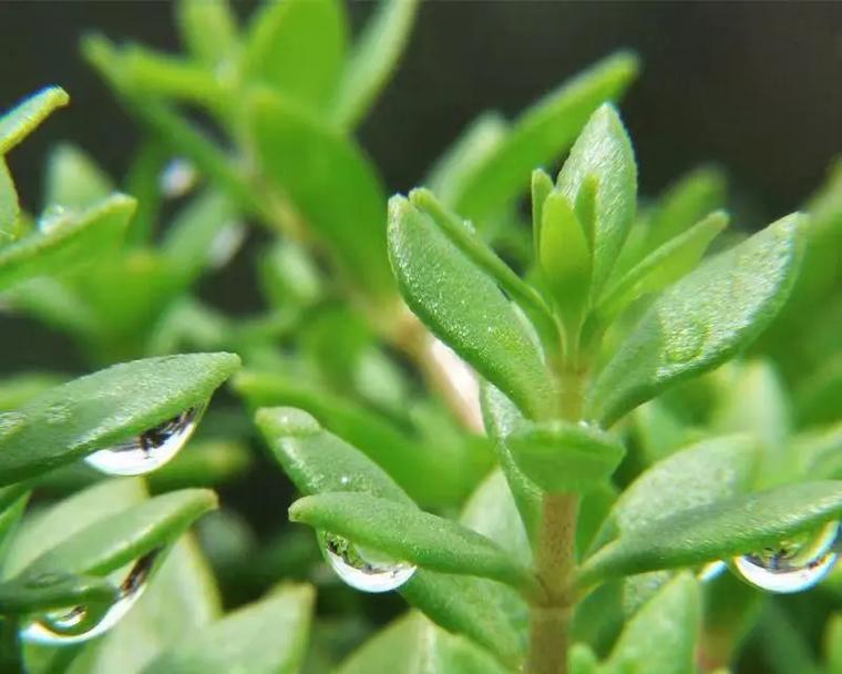 垂盆草的种植技巧是什么？如何确保其健康生长？