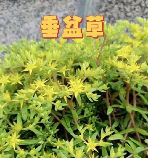 垂盆草的种植技巧是什么？如何确保其健康生长？