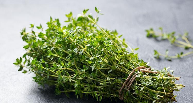 垂盆草的种植技巧是什么？如何确保其健康生长？