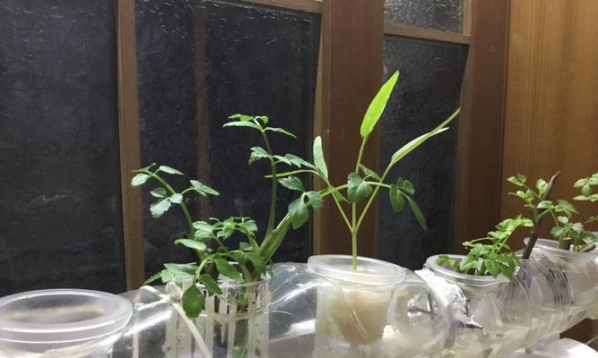 哪些蔬菜水培好看？水培蔬菜的种植技巧和美观性？