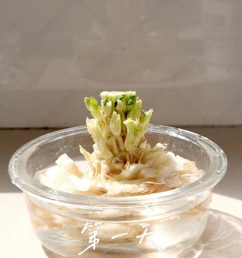 哪些蔬菜水培好看？水培蔬菜的种植技巧和美观性？