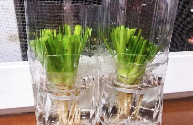 哪些蔬菜水培好看？水培蔬菜的种植技巧和美观性？