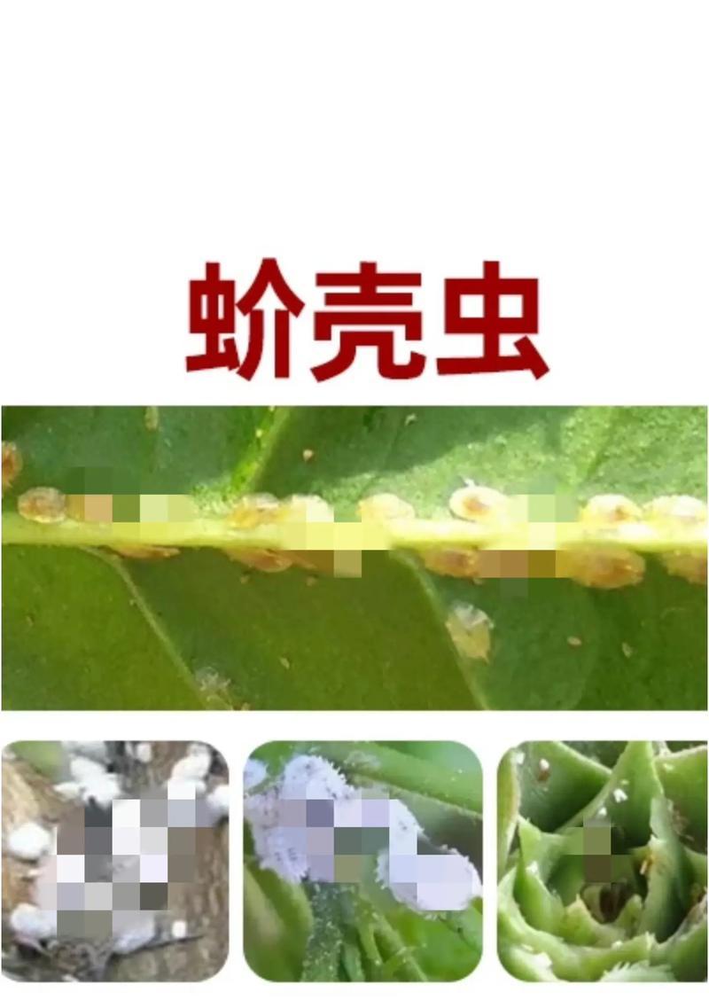 介壳虫的防治方法和有效措施有哪些？