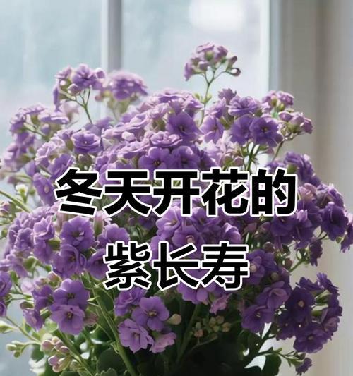 冬季有哪些花？耐寒花卉的养护方法是什么？