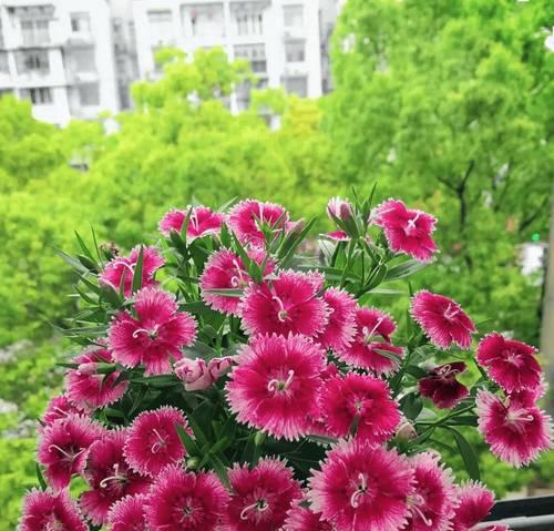冬季有哪些花？耐寒花卉的养护方法是什么？