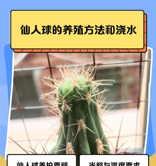 仙人球腐烂的原因是什么？如何预防和处理仙人球腐烂？