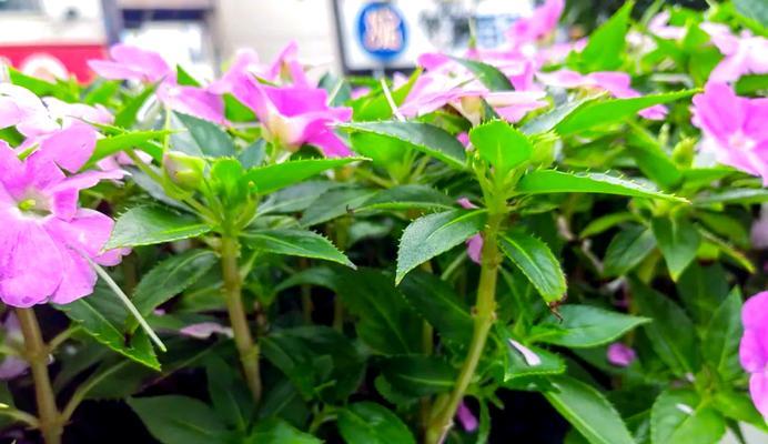 凤仙花通常在哪个季节开花？