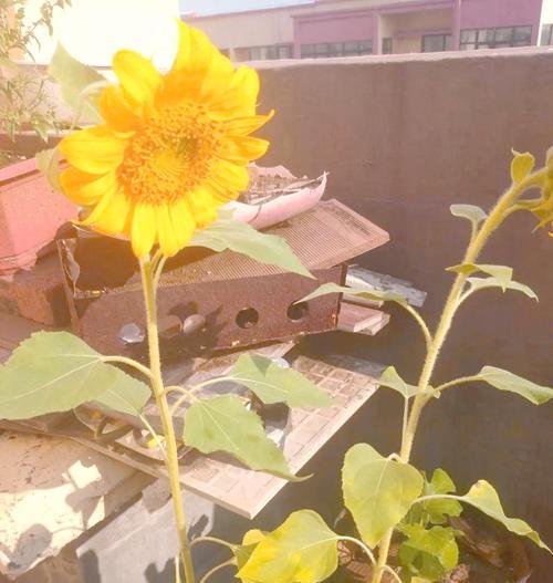 葵花应该什么时候种植？葵花种植的最佳时间和方法是什么？