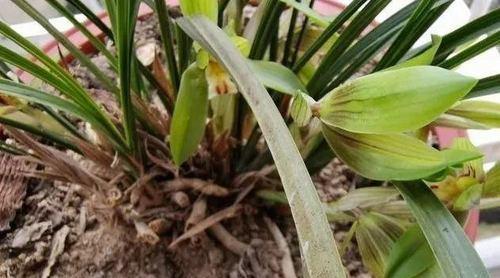 兰花叶子出现黑斑？找出原因并解决的正确方法是什么？
