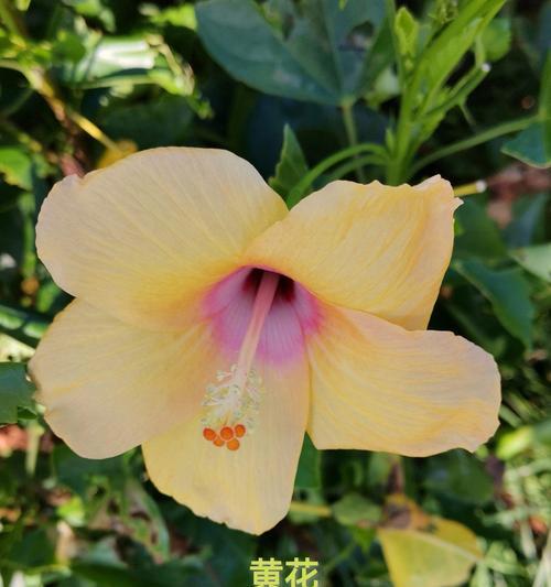 扶桑花的品种有哪些？扶桑花种植需要注意什么？
