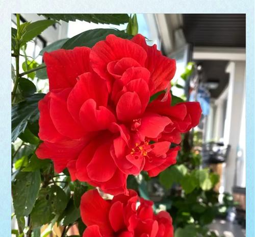 扶桑花的品种有哪些？扶桑花种植需要注意什么？