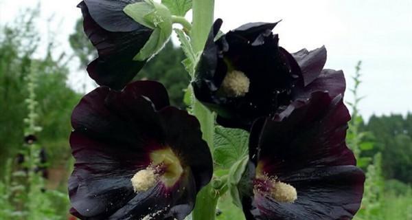 黑色的花有哪些？黑色花卉的种类及其独特之处是什么？