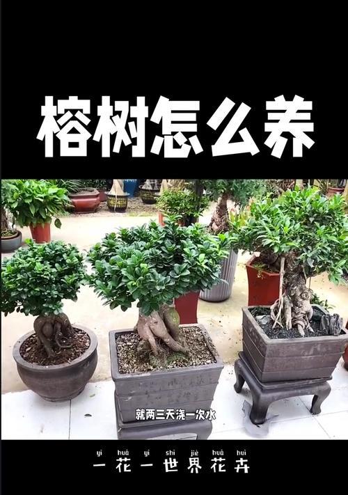 榕树有什么特点？榕树的养护和繁殖方法是什么？