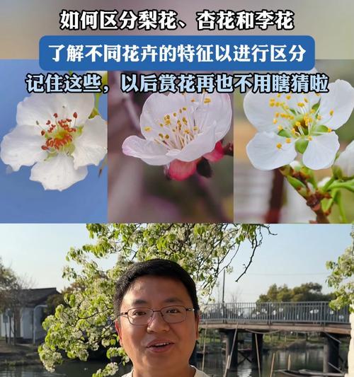 花的种类有哪些？如何分类和识别不同的花卉？