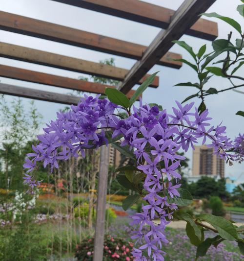 花的种类有哪些？如何分类和识别不同的花卉？