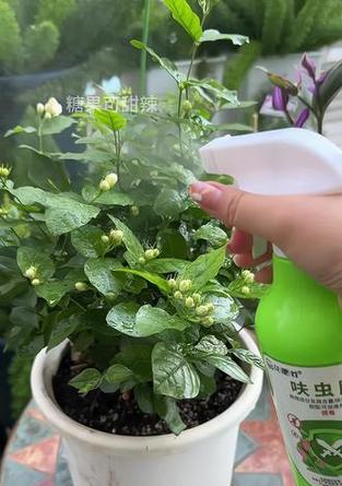 花卉生虫了怎么办？有哪些有效的处理方法？