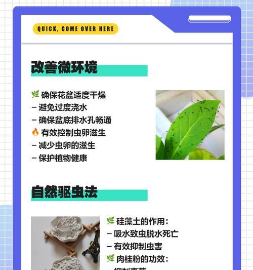 花卉生虫了怎么办？有哪些有效的处理方法？