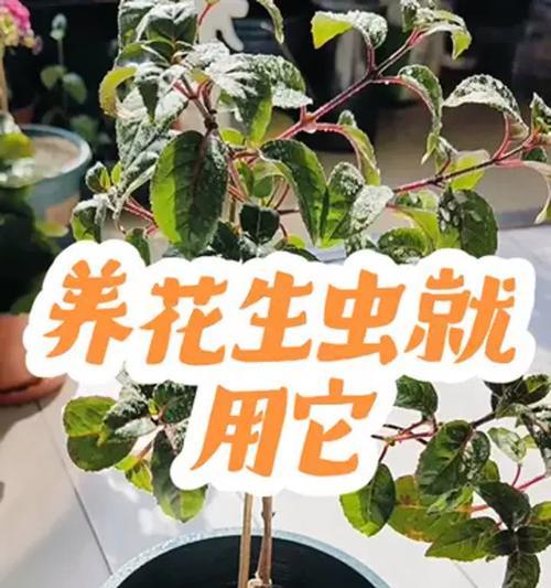 花卉生虫了怎么办？有哪些有效的处理方法？