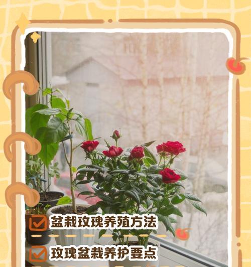 盆栽玫瑰花的家庭养护方法有哪些？