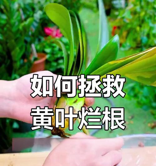 植物出现黄叶应该怎么办？
