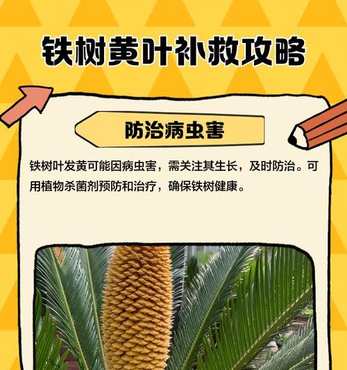 植物出现黄叶应该怎么办？