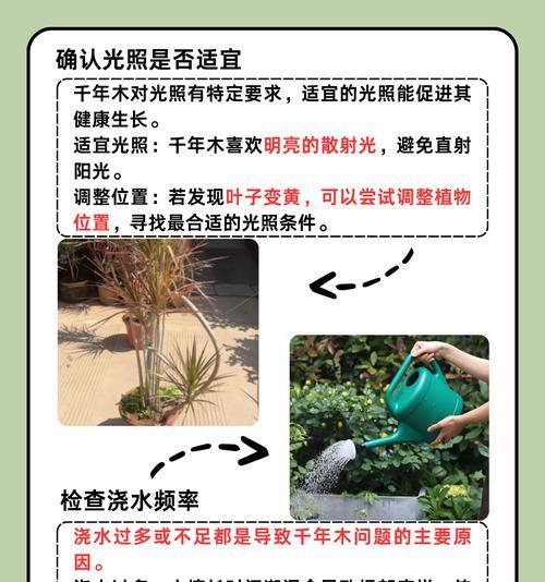 植物出现黄叶应该怎么办？