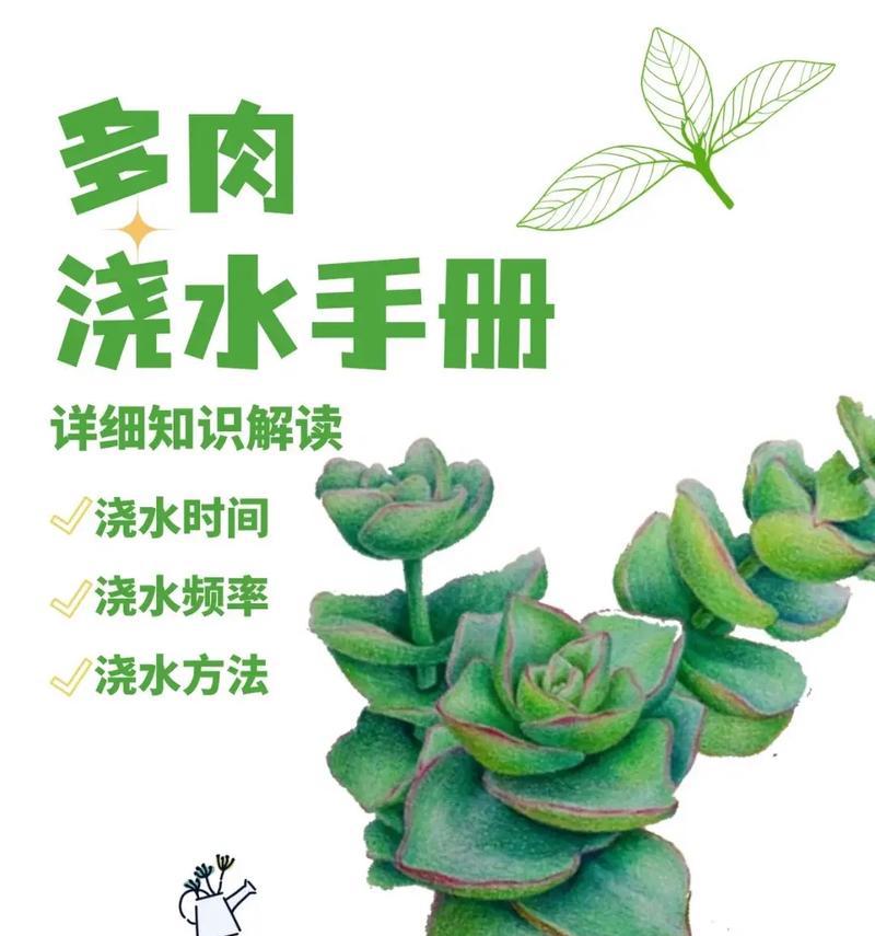 玉露多肉夏天浇水的正确方法是什么？
